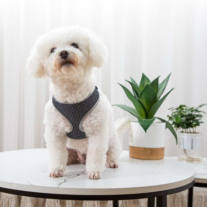 Why Your Pet Deserves the Best: Introducing the Vest Style Pet Walking Harness Leash