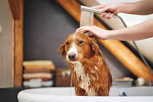 Keeping Pets Fresh During Baths