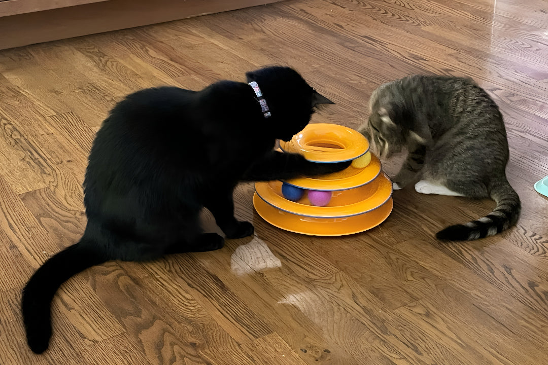 Fun Pet Toys For Playtime