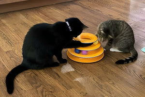 Fun Pet Toys For Playtime